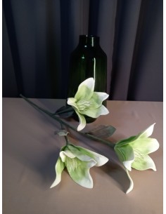 MAGNOLIE ZIELONA , GAŁĄZKA...