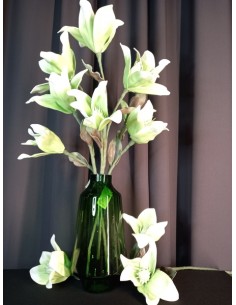 MAGNOLIE ZIELONA , GAŁĄZKA... 2